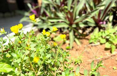 Pousada Mar de vênus - Foto 41