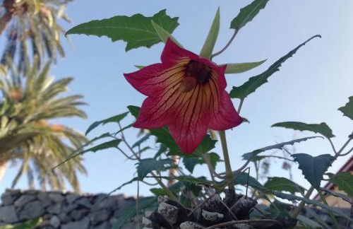 Finca Las Tapias, Casa Mañé - Foto 26