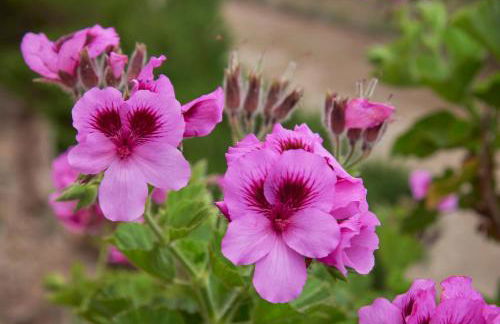 Luxury Farmhouse with Swimming Pool, By TimeCooler - Photo 70