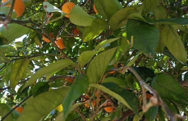 SeaEsta vasiliki 2 - Foto 4