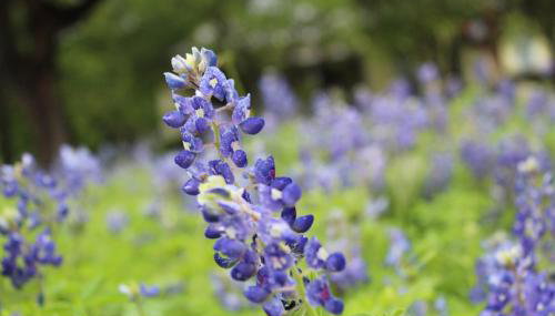 Explore Austin & San Antonio with friends & family - Foto 2