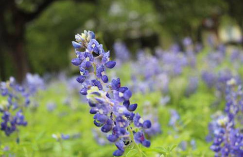 Explore Austin & San Antonio with friends & family - Foto 2