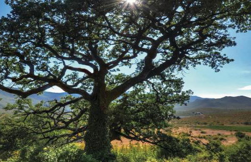 Apartment Ugljan With Outdoor Swimming Pool 317 - Foto 32