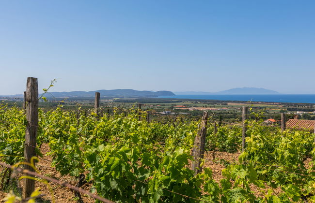 Il Corbezzolo - Foto 38