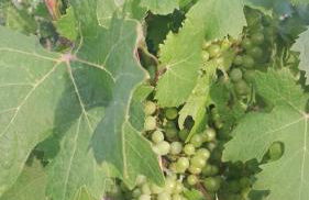 Dependance Pavoncella - Foto 36