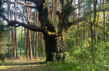 Dom z linią brzegową Narwi - Photo 55