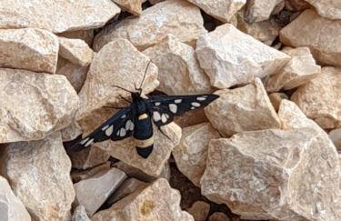 Luxury Villa El Istria with Pool, BBQ, Terrace - Labin-Rabac - Foto 61