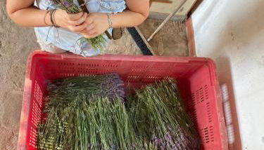 Azienda Agricola Il Querceto - Foto 4
