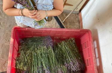 Azienda Agricola Il Querceto - Foto 4