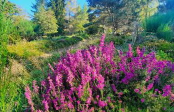 Lochelour Mill Cottage - Photo 37