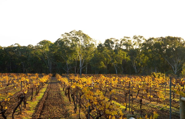 Byronsvale Vineyard and Accommodation - Foto 17