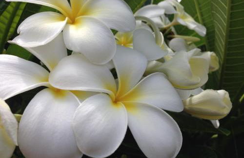 Beach Villas Kahaluu on Kona Coast - Foto 60