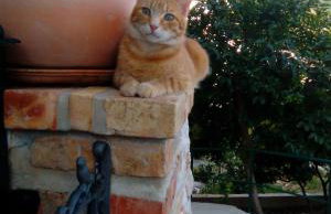 Apartments Peric - Photo 42