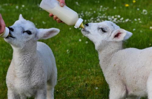 4 Bed in Moffat oc-82374 - Foto 64