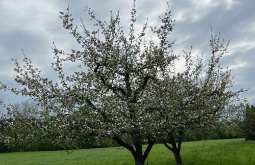 Ferienwohnung Antonie - Foto 11