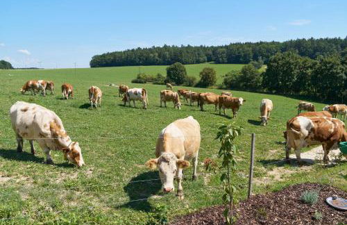 Wo sich Kuh, Fuchs und Hase gute Nacht sagen - Foto 6