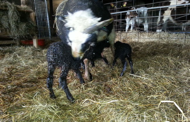 Ásólfsskáli Cottage - Foto 23