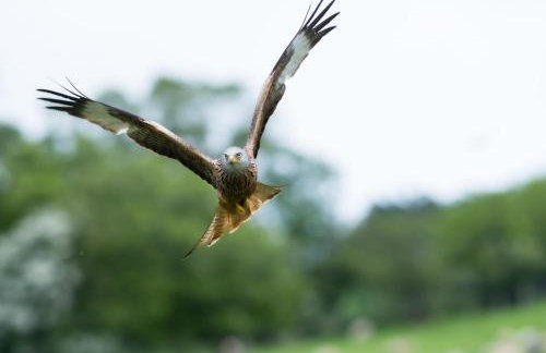 1 Bed in Llanerfyl oc-d30168 - Foto 24