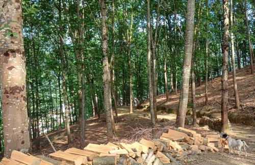 El eco de los robles - Foto 12