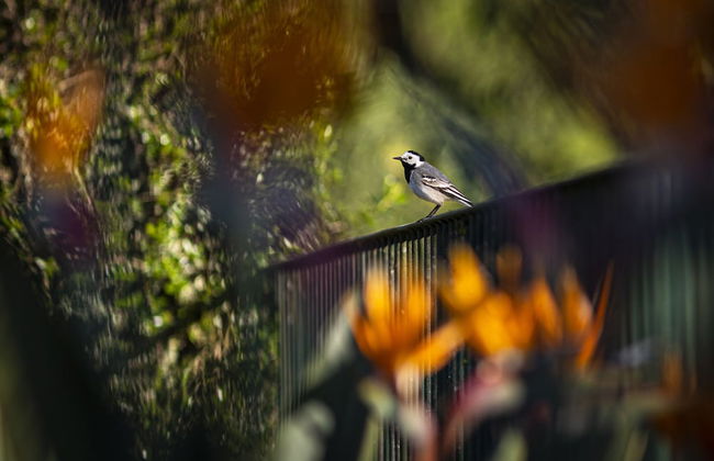 Quinta do Pé Descalço Guesthouse Sintra - Foto 72