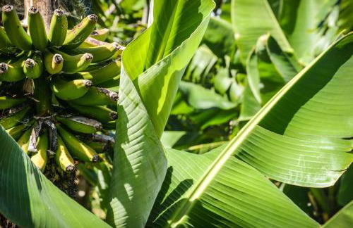 Quinta dos Frutos - Foto 8