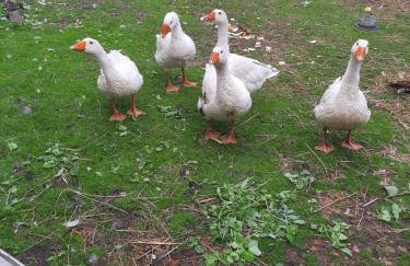 Ferien-Landleben - Photo 14