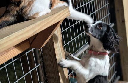 Gerrie's Place at Figment Ranch Foundation Animal Sanctuary near Round Top Texas - Foto 11