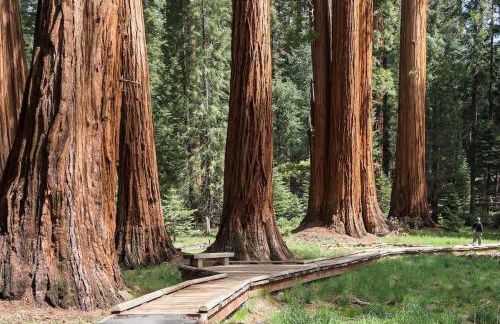 Sequoia Cabin by the River - Photo 53