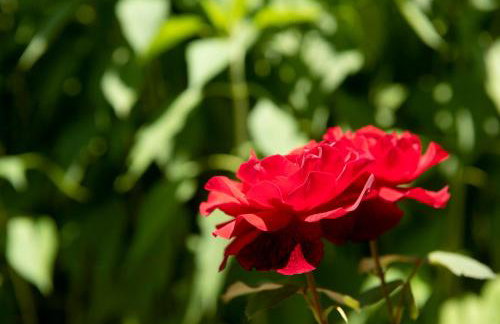 Holiday home Romana - Foto 10