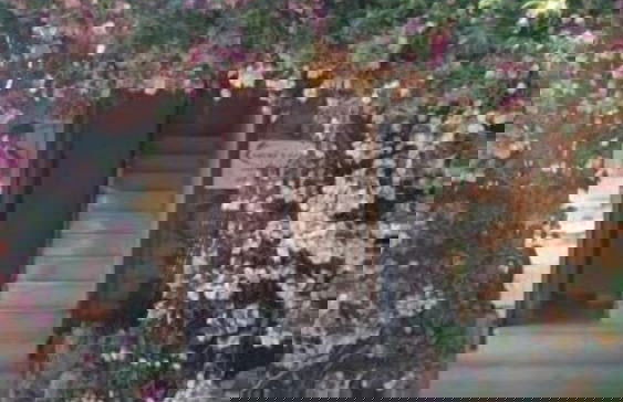 Gecko's House - Foto 18