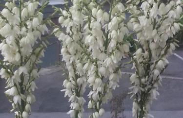 Apartaments Am Schloß - Foto 18