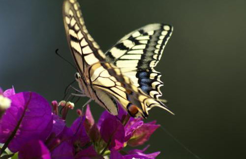 O Ioannis - Photo 30