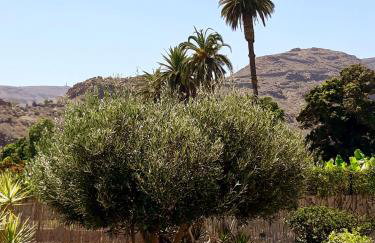Los Olivos - Foto 26