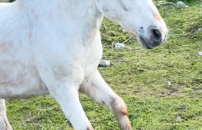 Beautiful Hillside Apartment Near Elgin, Scotland - Foto 41
