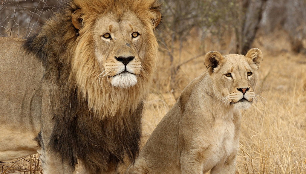 Kruger National Park Open Vehicle Safari - Photo 1