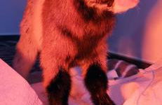 Pferdepension Jäger - Foto 11