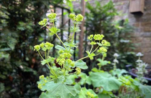 Kings Cross, self-contained house & private garden - Foto 28