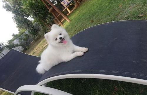 Lo Racó de Peret - Foto 71