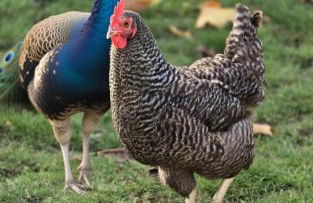 Ferienhof Broger FeWo Bergblickle mit Pool - Foto 28