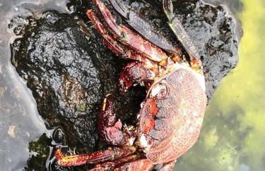 Las Galletas Vista al mar con Wifi - Foto 15