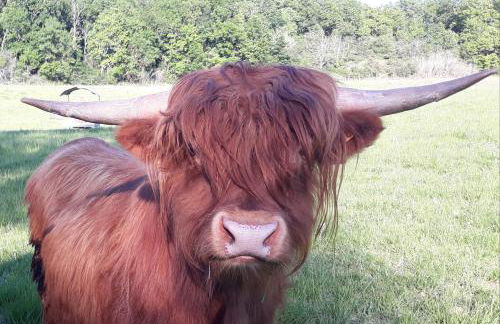 la Roulotte du Cos - Foto 13