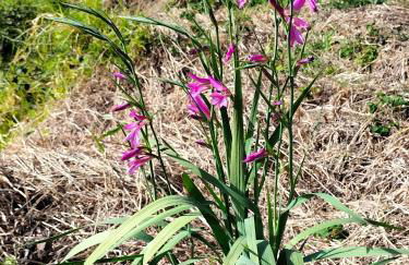 CASA Bela Vista - Foto 35