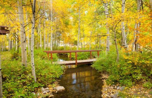 5123 Foxtail - Foto 23