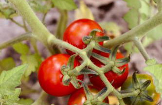 Casa com piscina, privativa, diarista, em condomínio, Bonito-Pe - Foto 17