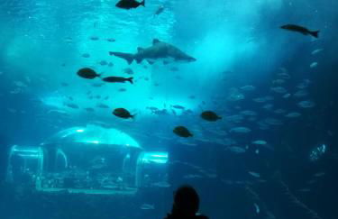 Las Canteras Aquarium - Foto 6