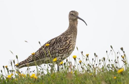 Newhall Cottage - Foto 14