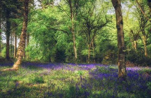 The Cuckoo's Retreat - Luxurious home with private garden & jacuzzi - Photo 60