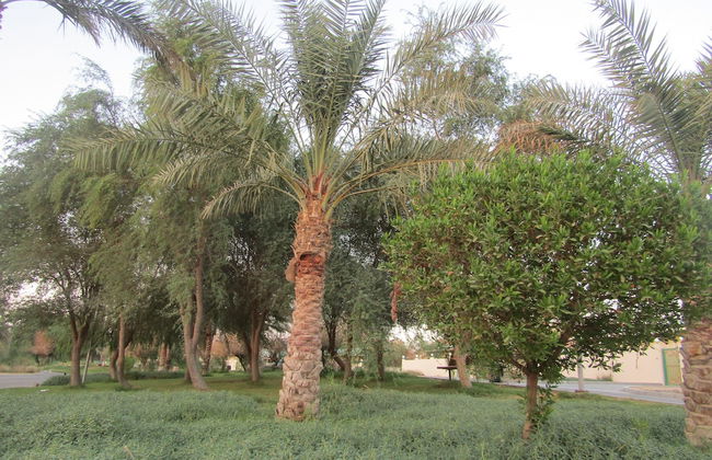 Green Mubazzarah Chalets - Photo 44