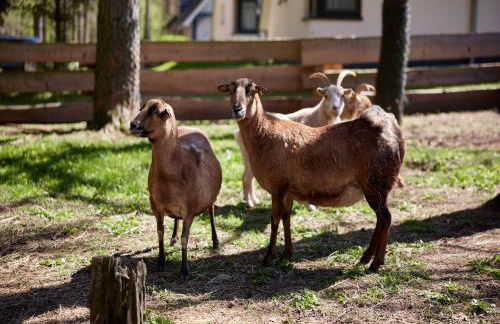 Ferienhäuser im Naturresort Drewitz - Foto 26
