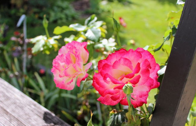 Brams Bach - Photo 19